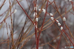 冬の花