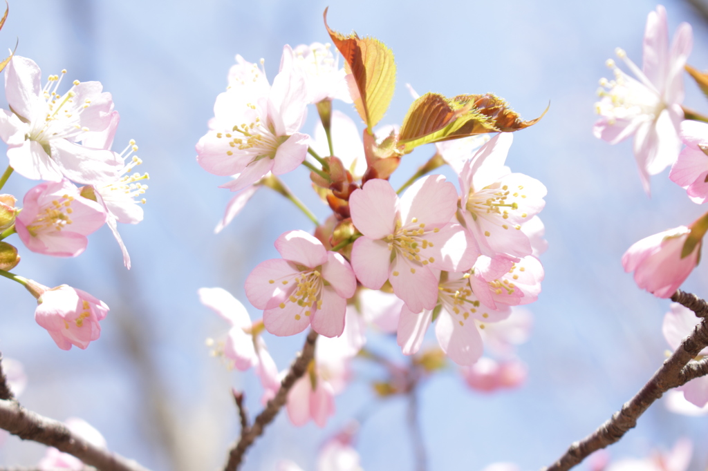 やわらかな桜