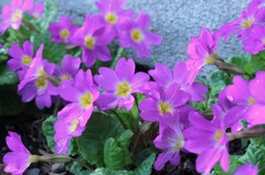 雨のしずくとお花