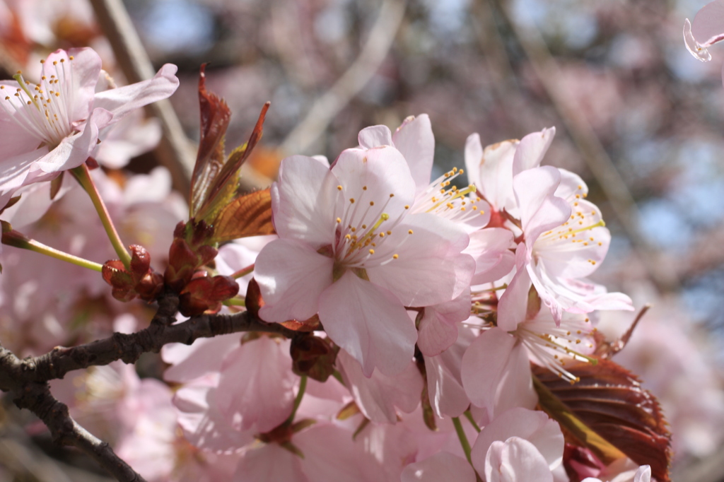 桜 