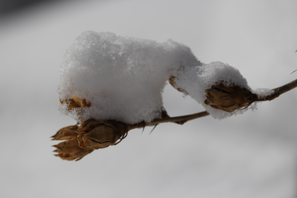 枝についた雪