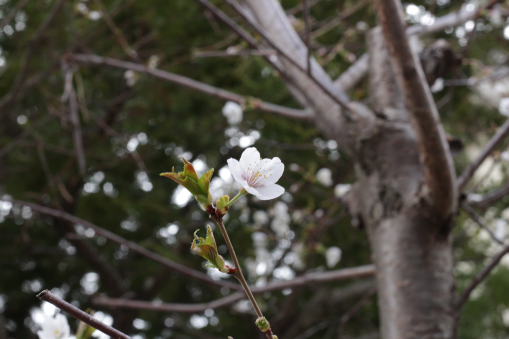 凛と咲く桜