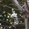 凛と咲く桜