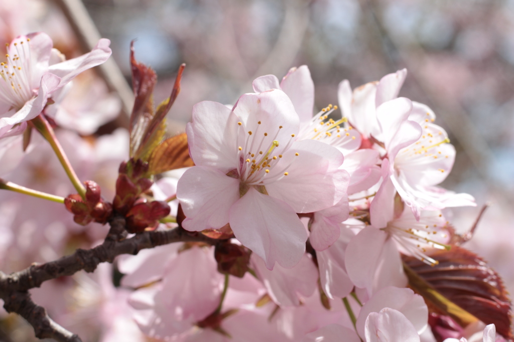 桜 