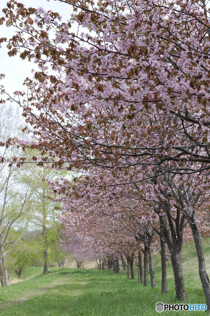 桜道