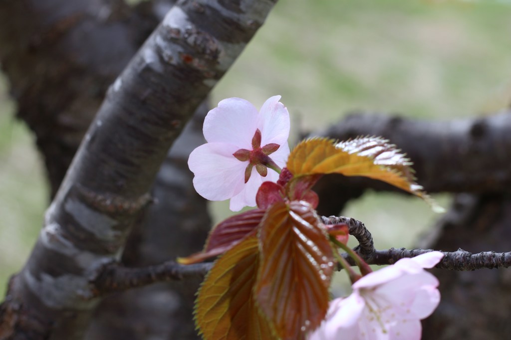 裏桜