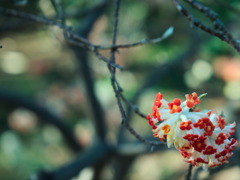 赤色と白色の花