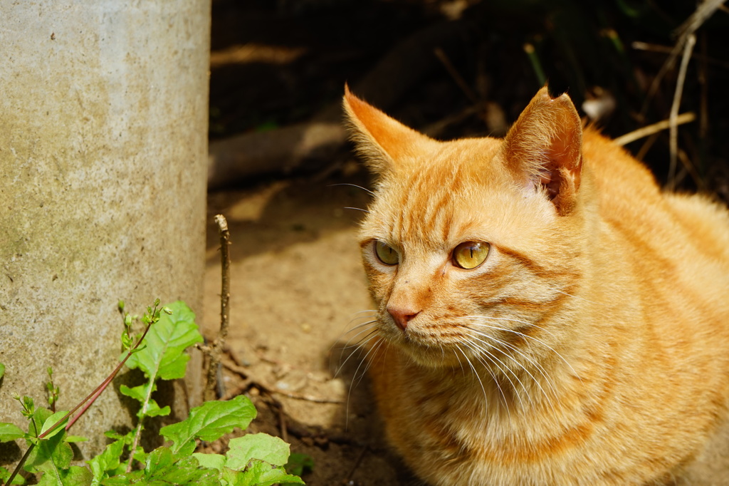 野良猫