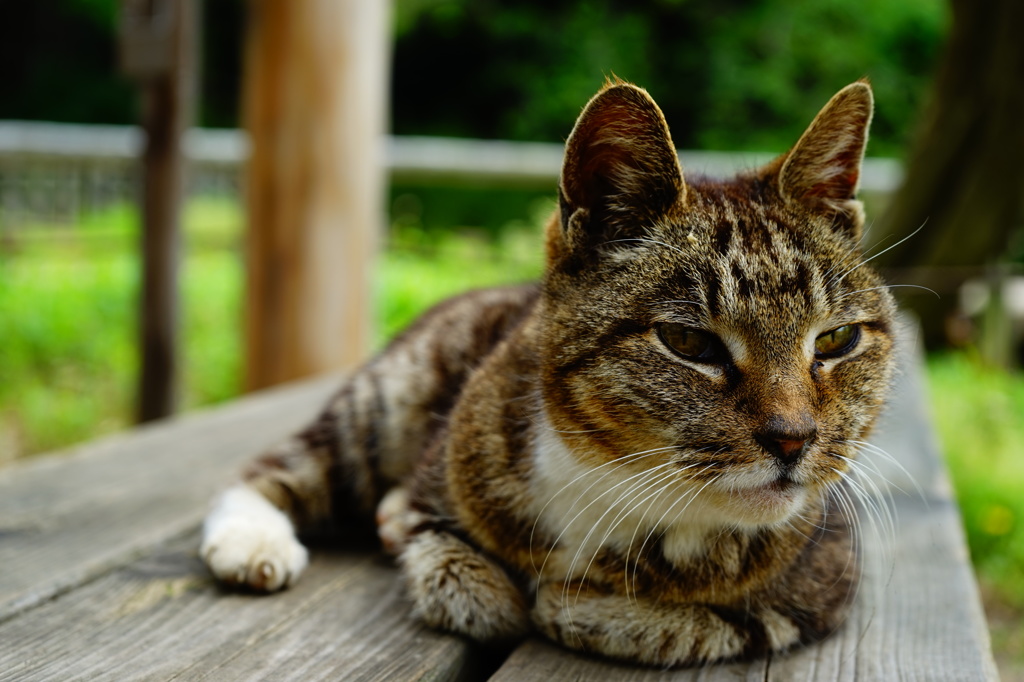 野良猫