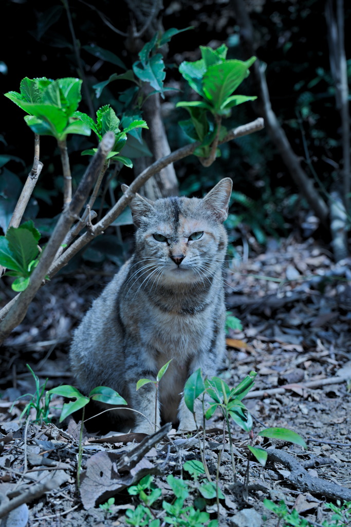 野良猫