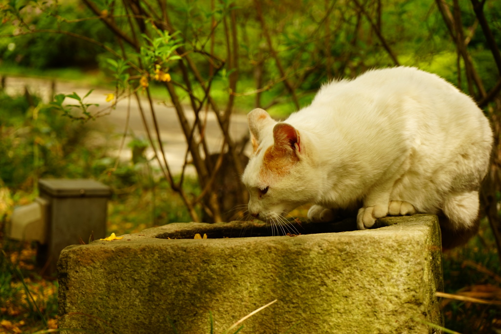 野良猫