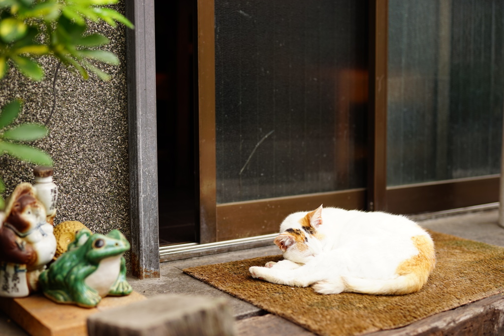 魚屋の猫さん