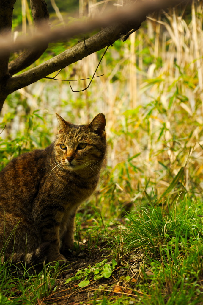 野良猫