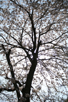 sakura