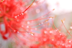  曼珠沙華