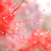  曼珠沙華