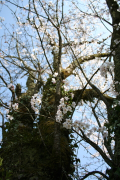sakura