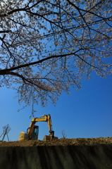 重機と桜