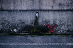 wall