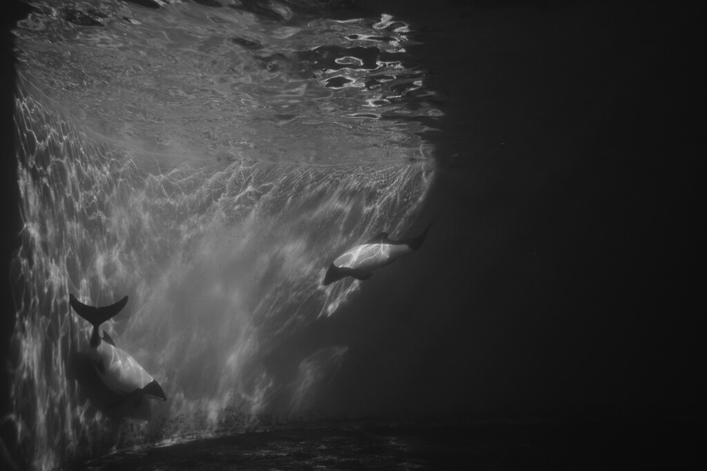 swim