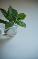 mint