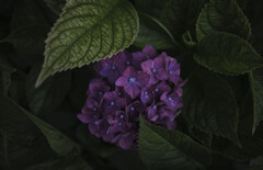 紫陽花
