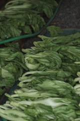 寒風菜