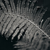 fern
