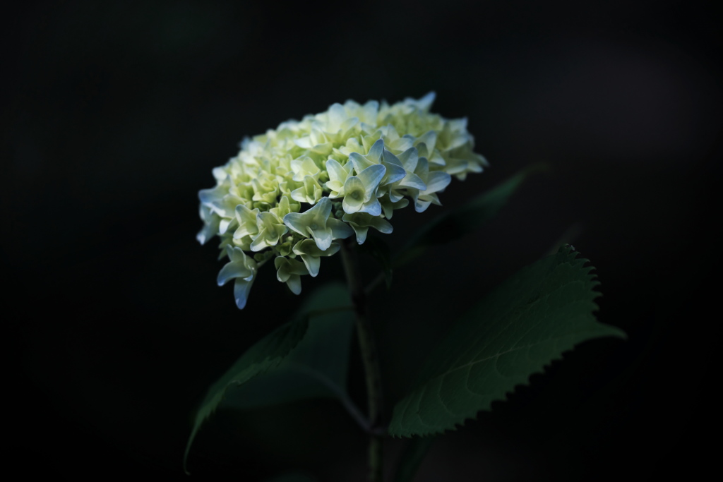紫陽花