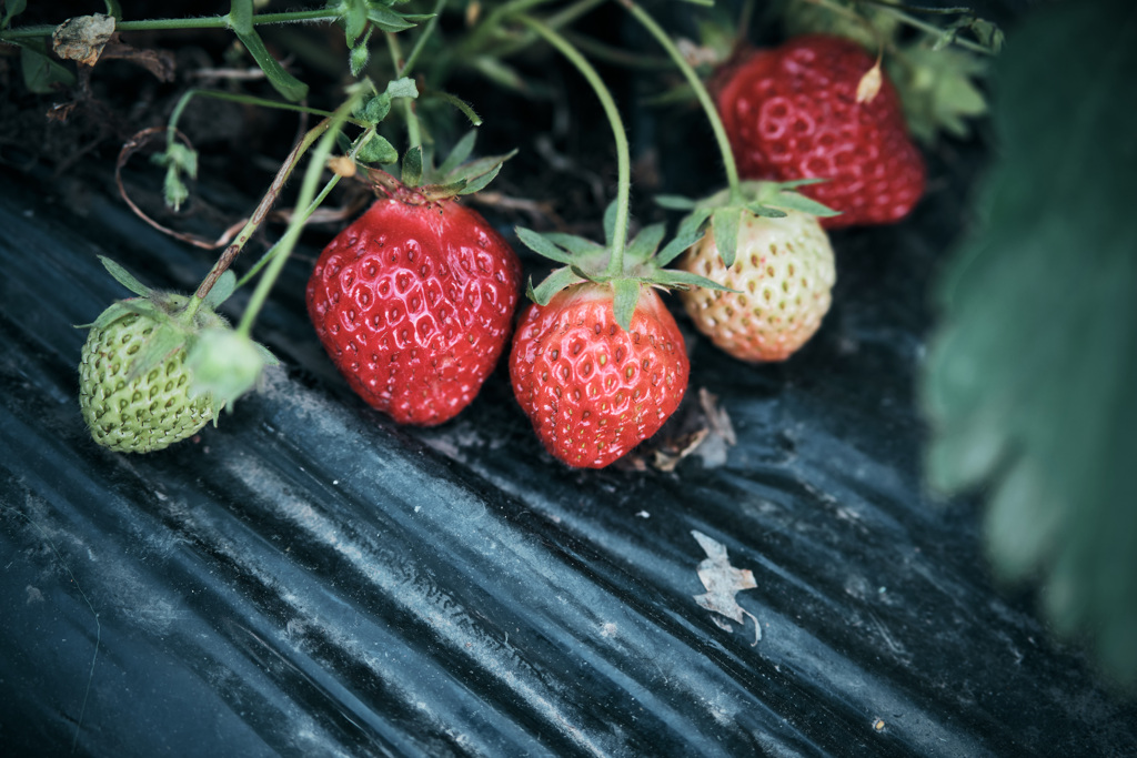 strawberry