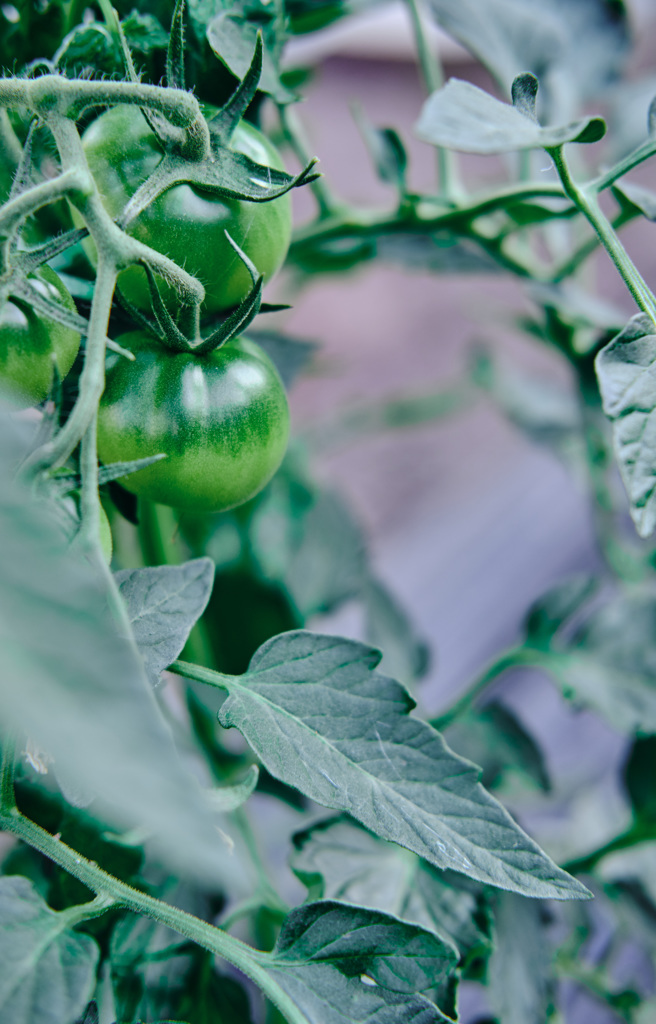 tomatoってお洒落だね