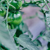 tomatoってお洒落だね