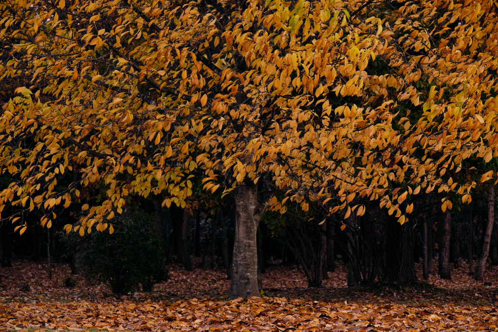 yellow curtains