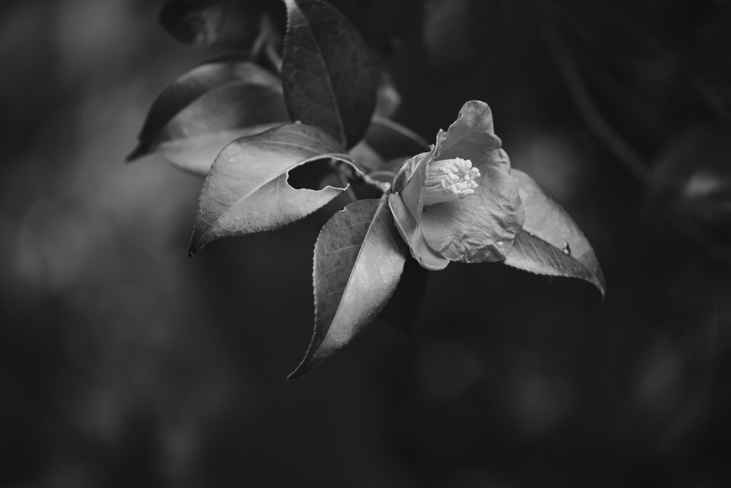 椿