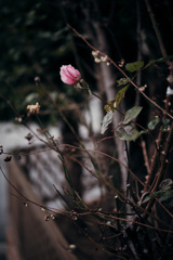 winter rose