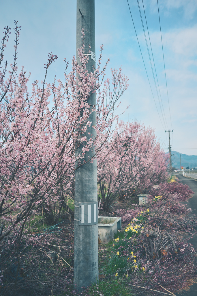 春色