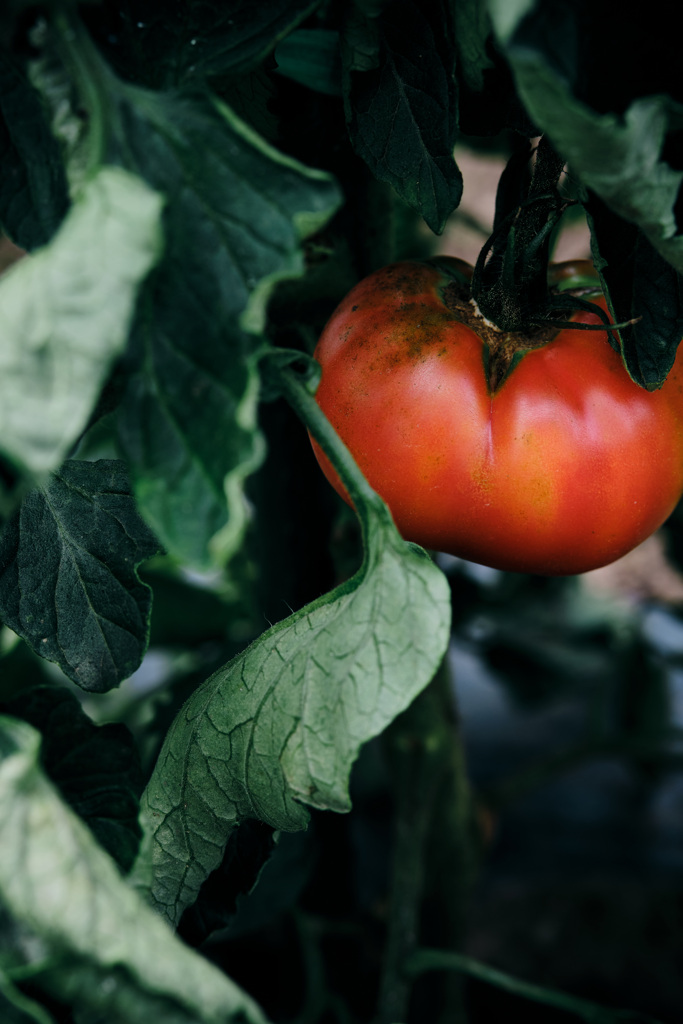 tomato