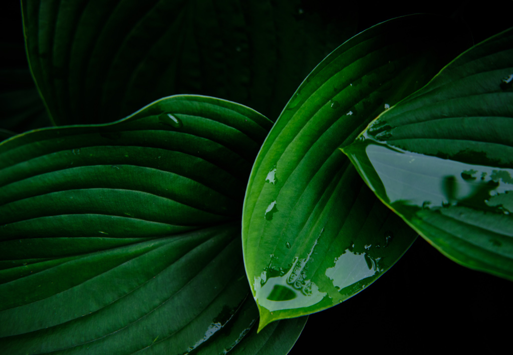 deep green