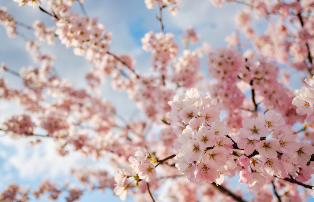 桜香る
