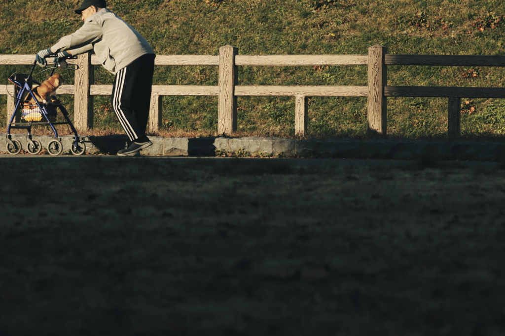 犬と散歩