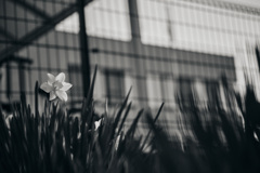 narcissus