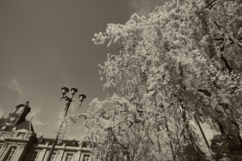 桜