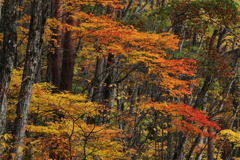 山紅葉