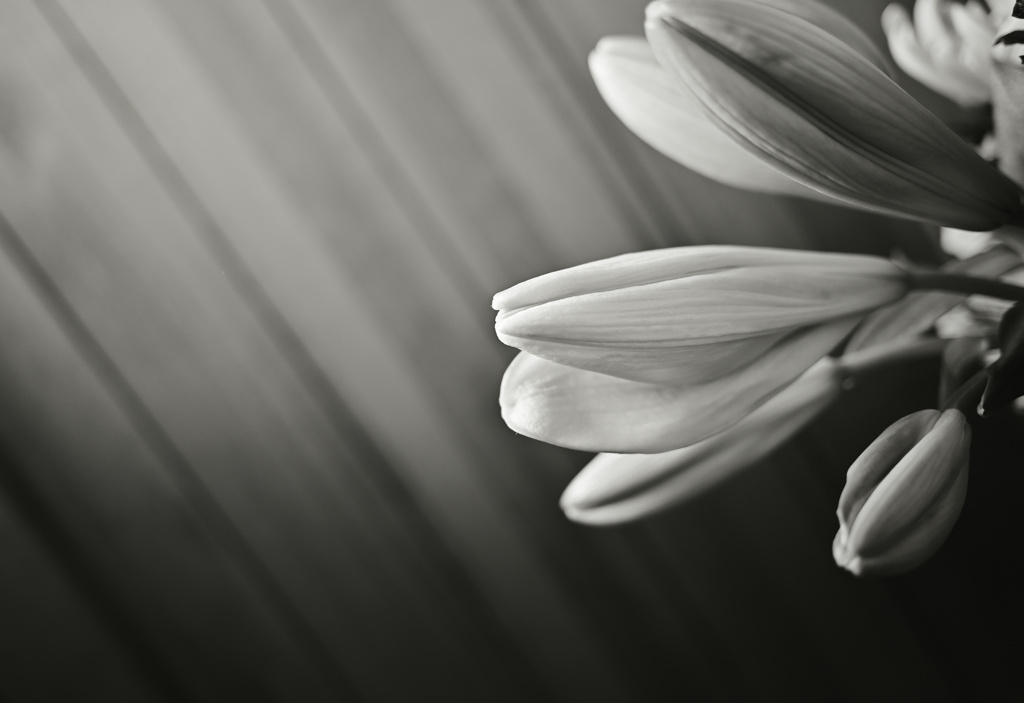lily