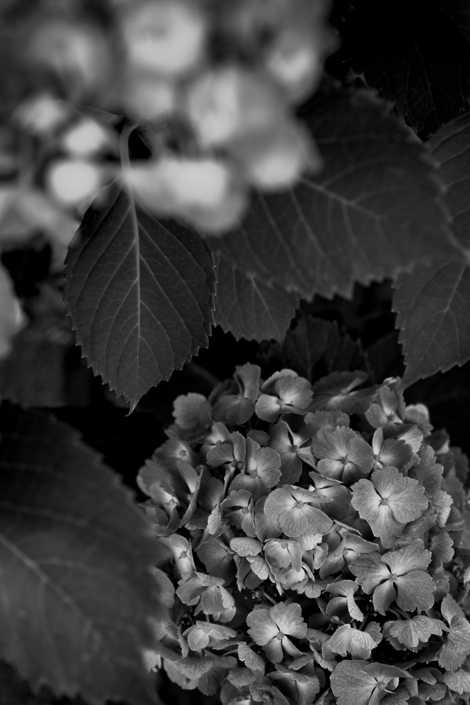 紫陽花