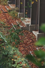 落葉の居場所