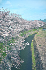 sakura start