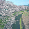 sakura start