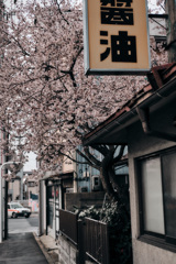 早咲き