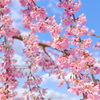 春color